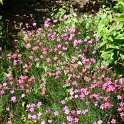 Dianthus deltoides 'Brilliant'